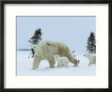 Polar Bear (Ursus Maritimus) Mother with Triplets  Wapusk National Park  Churchill  Manitoba