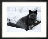 Silverfox (Red Fox) (Vulpes Vulpes)  Churchill  Hudson Bay  Manitoba  Canada