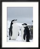 Chinstrap Penguins (Pygoscelis Antarcticus)  Half Moon Island  Antarctic Peninsula  Weddell Sea