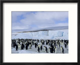 Colony of Emperor Penguins (Aptenodytes Forsteri)  Snow Hill Island  Weddell Sea  Antarctica