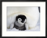 Emperor Penguin Chick (Aptenodytes Forsteri)  Snow Hill Island  Weddell Sea  Antarctica