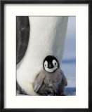 Emperor Penguin Chick (Aptenodytes Forsteri)  Snow Hill Island  Weddell Sea  Antarctica