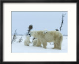 Polar Bear (Ursus Maritimus) Mother with Triplets  Wapusk National Park  Churchill  Manitoba