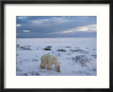 Polar Bears (Ursus Maritimus)  Churchill  Hudson Bay  Manitoba  Canada