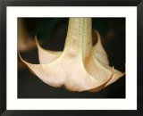 Trumpet Flower Single I