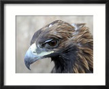 Female Golden Eagle  Golden Eagle Festival  Mongolia