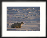 Polar Bear Cubs (Ursus Maritimus)  Churchill  Hudson Bay  Manitoba  Canada