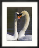 Mute Swan Pair  Courting at Martin Mere Wildfowl and Wetlands Trust Nature Reserve  Lancashire