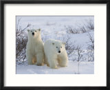 Polar Bear Cubs (Ursus Maritimus)  Churchill  Hudson Bay  Manitoba  Canada