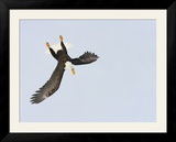 Bald Eagle Dive for Prey  Homer  Alaska  USA