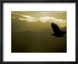 Silhouette of Bald Eagle Flying Against Mountains and Sky  Homer  Alaska  USA