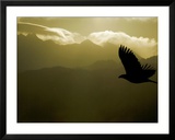 Silhouette of Bald Eagle Flying Against Mountains and Sky  Homer  Alaska  USA