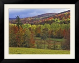 Autumn Tree Colors and Lone Horse in the Green Mountains  Vermont  USA