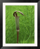 Jack-In-The-Pulpit Flower Amid Green Equisetum Ferns in Springtime  Michigan  USA