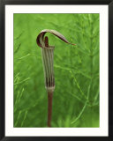 Jack-In-The-Pulpit Flower Amid Green Equisetum Ferns in Springtime  Michigan  USA
