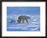 Polar Bear with a Cub  (Ursus Maritimus)  Churchill  Manitoba  Canada