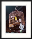 Caged Birds for Sale  Yuen Po Street Bird Garden  Mong Kok  Kowloon  Hong Kong  China  Asia