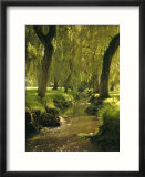Willow Trees by Forest Stream  New Forest  Hampshire  England  UK  Europe