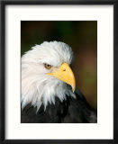 Close Portrait of a Bald Eagle  Alaska