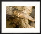 Giant Anteater Closeup