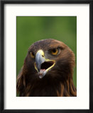 Close Portrait of a Golden Eagle  Alaska