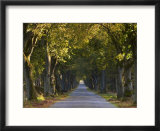 Tree Avenue in Fall  Senne  Nordrhein Westfalen (North Rhine Westphalia)  Germany  Europe