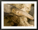 Giant Anteater Closeup