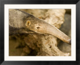 Giant Anteater Closeup