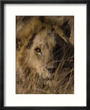 Lion  Panthera Leo  Moremi Wildlife Reserve  Botswana  Africa