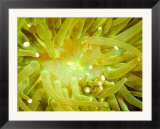 Close View of a Sea Anemone  Malapascua Island  Philippines
