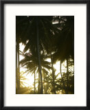 Afternoon Sunlight Through Palm Trees
