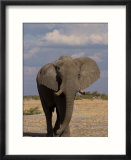 African Elephant  Loxodonta Africana  Savuti  Chobe National Park  Botswana  Africa