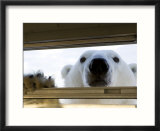 Polar Bear (Ursus Maritimus)  Hudson Bay  Churchill  Manitoba  Canada  North America