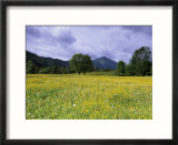 Meadow  Flowers on a Meadow  Bad Toelz  Bayern  Germany