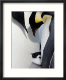 Emperor Penguin Chick and Adults  Snow Hill Island  Weddell Sea  Antarctica  Polar Regions