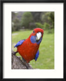 Crimson Rosella  Platycercus Elegans  Wilsons Promontory  Victoria  Australia