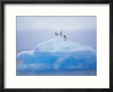 Adelie Penguins on Iceberg  Paulet Island  Antarctica  Polar Regions