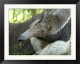 Giant Anteaters at the Sunset Zoo