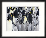 Emperor Penguin (Aptenodytes Forsteri)  Chicks in Colony  Snow Hill Island  Weddell Sea  Antarctica