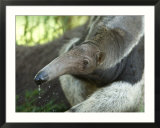 Giant Anteaters at the Sunset Zoo