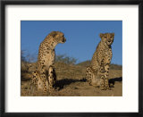Cheetah  Acinonyx Jubatus  Duesternbrook Private Game Reserve  Windhoek  Namibia  Africa