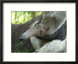 Giant Anteaters at the Sunset Zoo