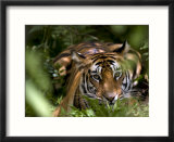 Female Indian Tiger at Samba Deer Kill  Bandhavgarh National Park  India