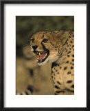 Cheetah  (Acinonyx Jubatus)  Duesternbrook Private Game Reserve  Windhoek  Namibia
