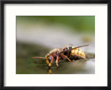 European Hornet  (Vespa Crabro)  Bielefeld  Nordrhein Westfalen  Germany