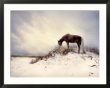 Chocolate Horse Feeding from Dry Brush