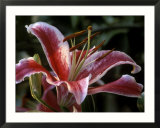 Lilium (Star Gazer)
