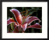 Lilium (Star Gazer)