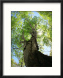 Birch Tree