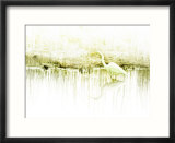 Crane Standing in Shallow Waters